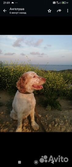 Щенок Спаниеля