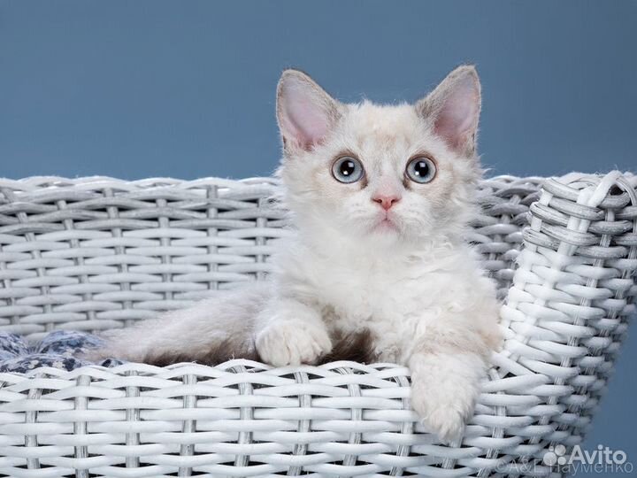 Кудрявые котята