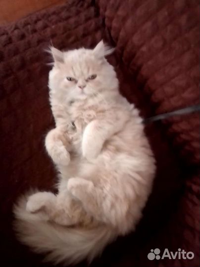 Кошка персидская