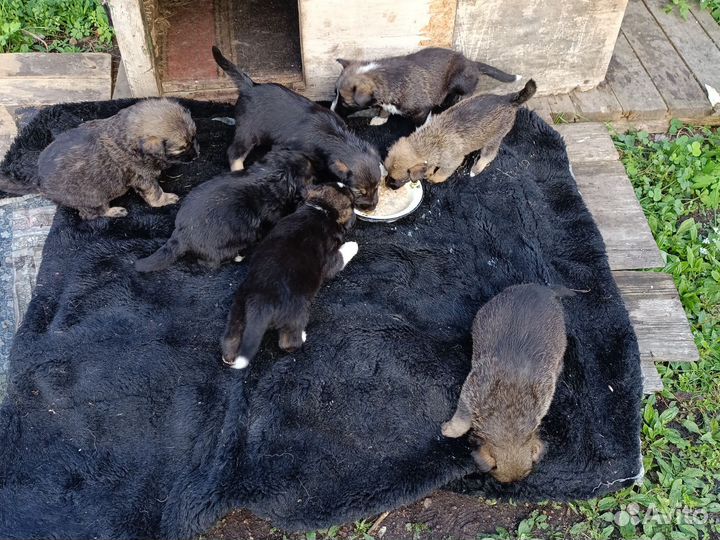 Щенки.Свирепые охранники