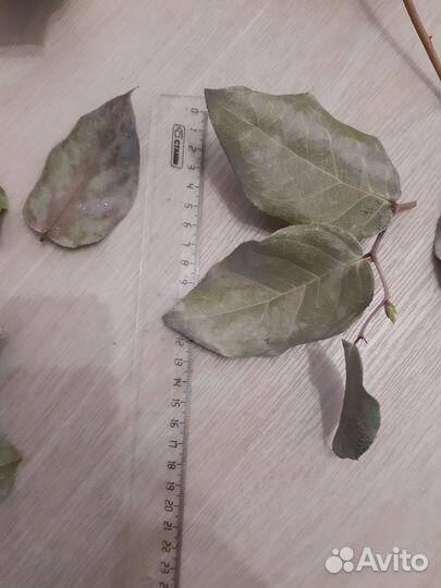 Сухие листья