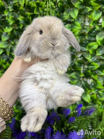 Кролики миниатюрные