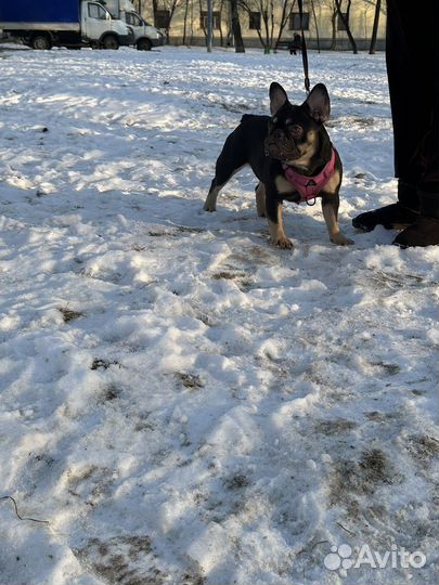 Французский бульдог