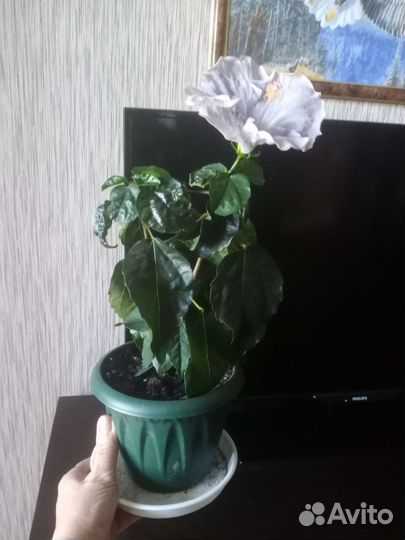 Гибискус голландский