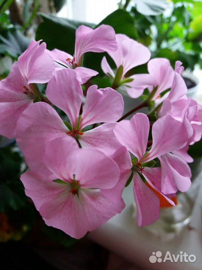 Пеларгония (герань)