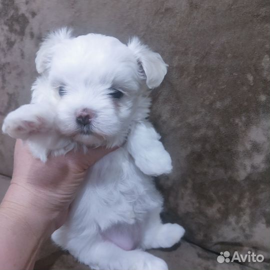 Щенки мальтезе