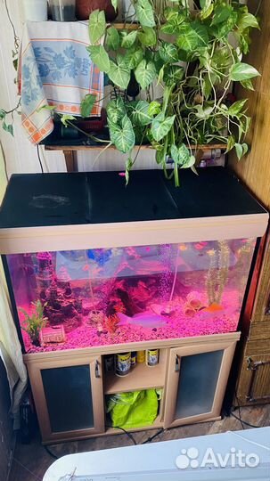 Аквариум с тумбой 280 литров без рыбок