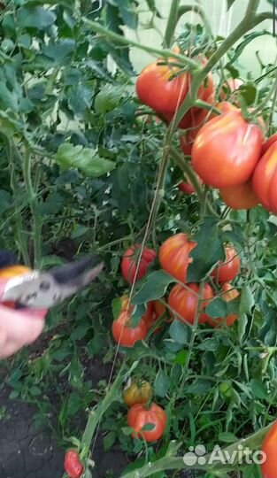 Семена томат помидор