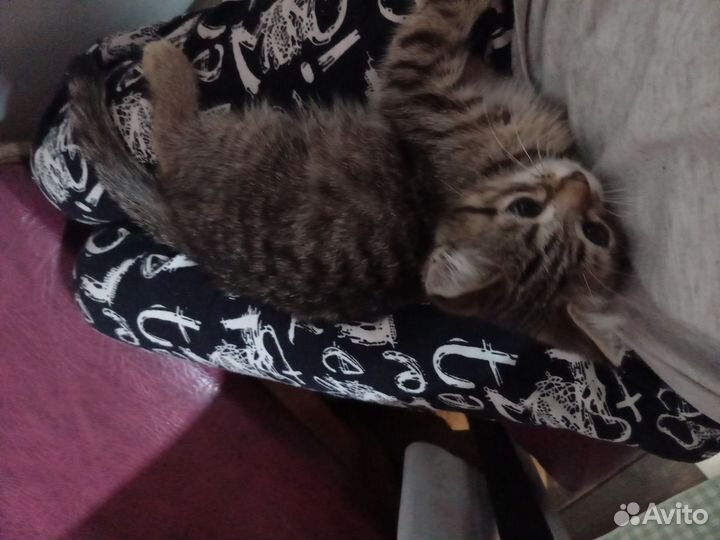 Котенок от шотландской кошки