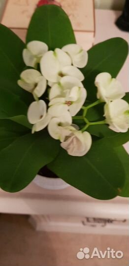 Молочай мили белый крупноцветковый