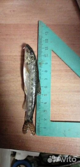 Живец пескарь