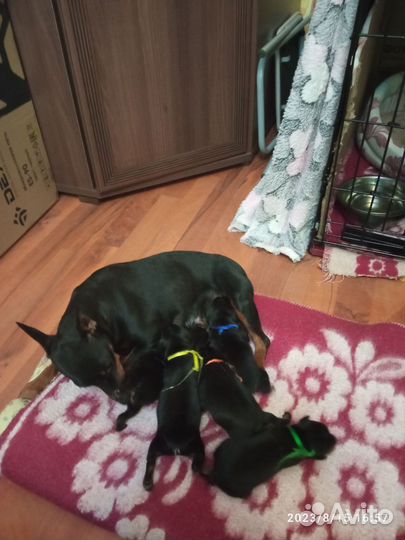 Щенки цвергпинчера