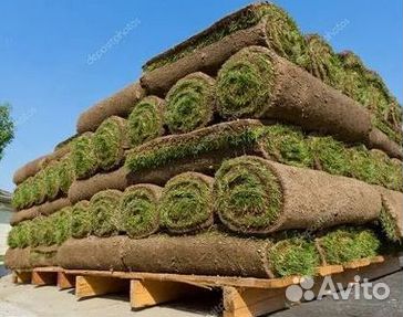 Газон рулонный гарантия