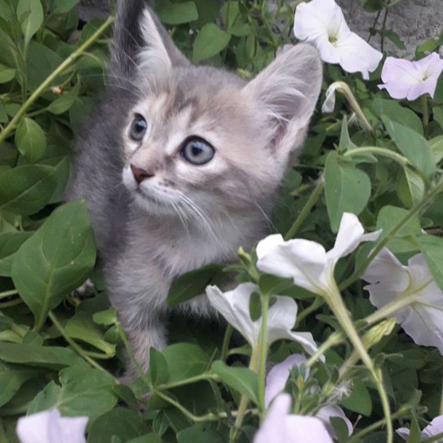 Котята в добрые ладошки