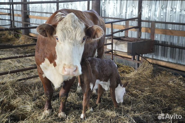 Коровы Герефорд класса класса элита и элита-рекорд