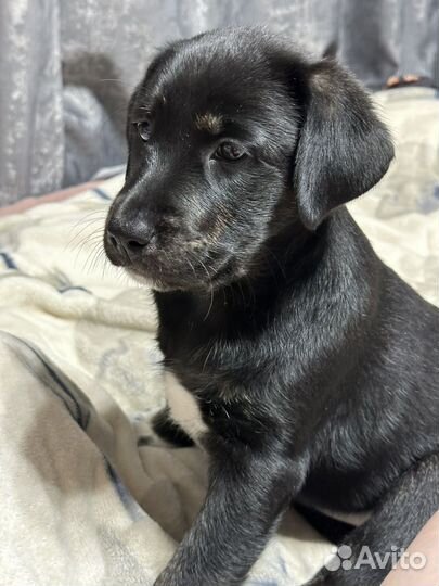 Лабрадор ритривер