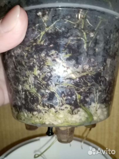 Спатифиллум сенсация