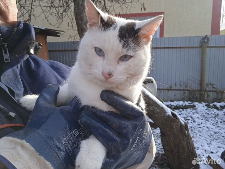 Кошка кот с доставкой