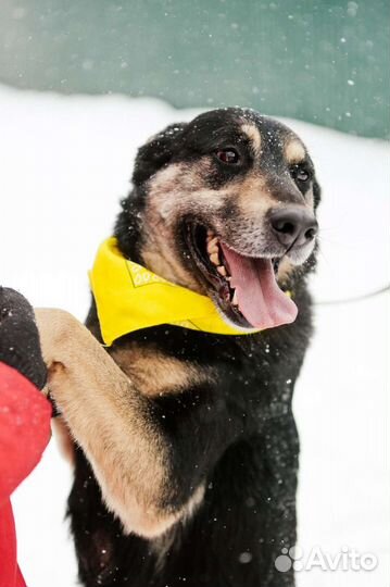 Макс, добрый и преданный