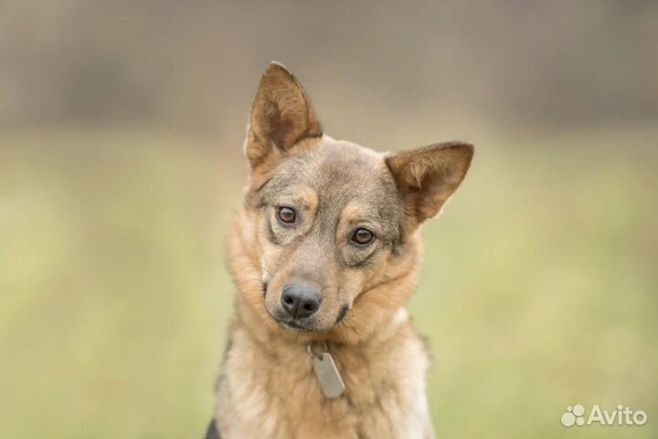 Клара выжила и ищет любящий дом