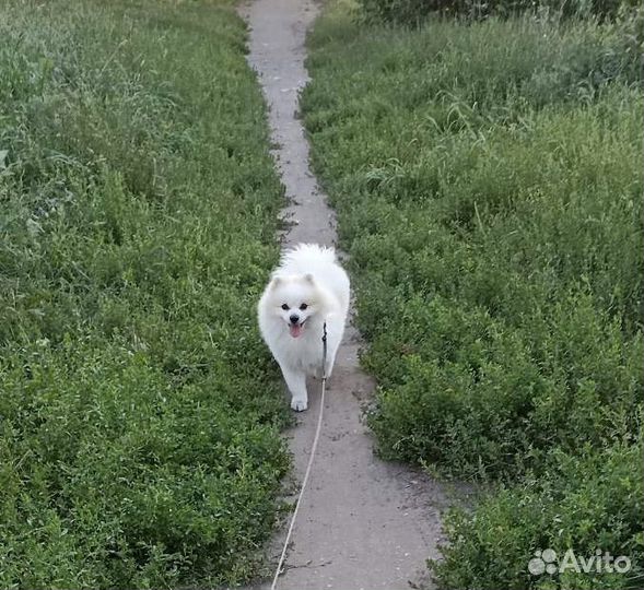 Немецкий шпиц