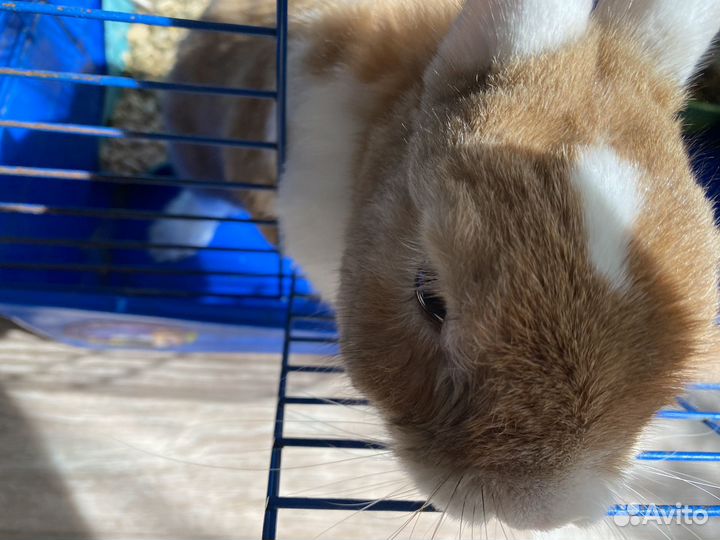 Декоративные кролики