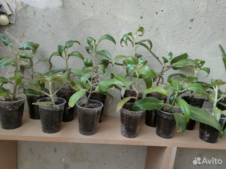 Каланхоэ лечебное