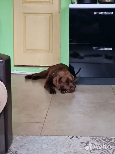 Вязка лабрадор