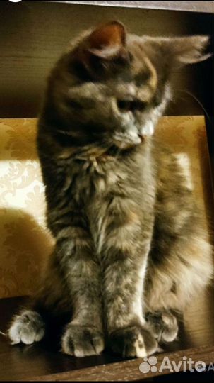 Шикарная принцесса бесплатно