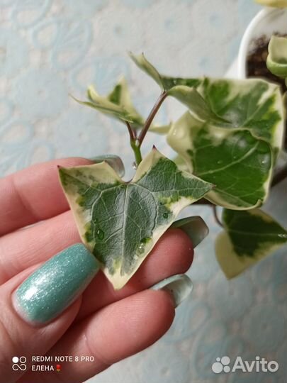 Крестовник вариегатный