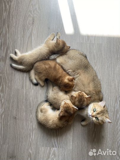 Британские котята