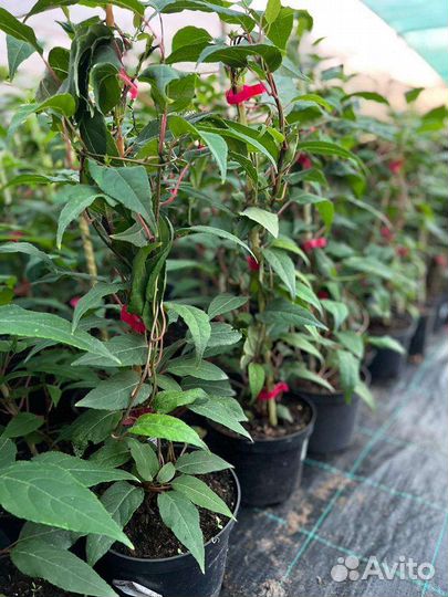 Саженцы актинидии