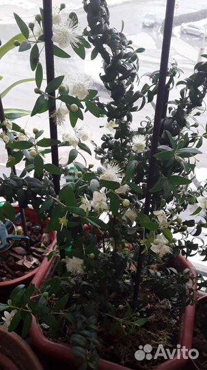 Растение Мирт вариегатный и зеленый