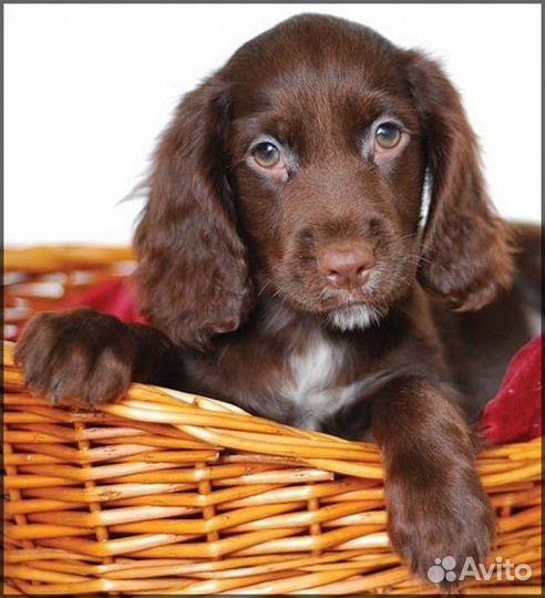 Шикарные щенки русского спаниеля