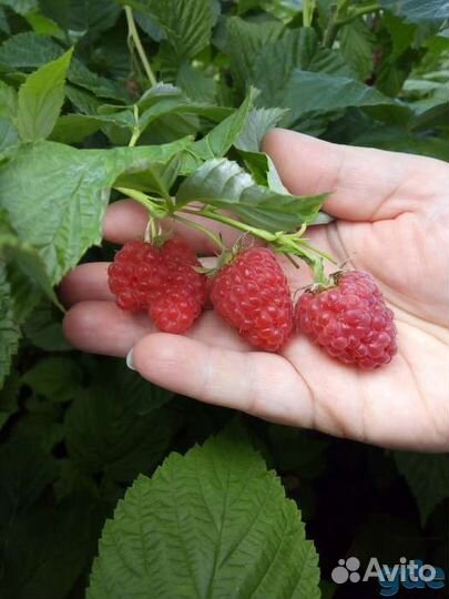 Саженцы ремонтантной малины