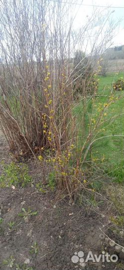 Пузыреплодник, калина бульдонеж, спирея белая