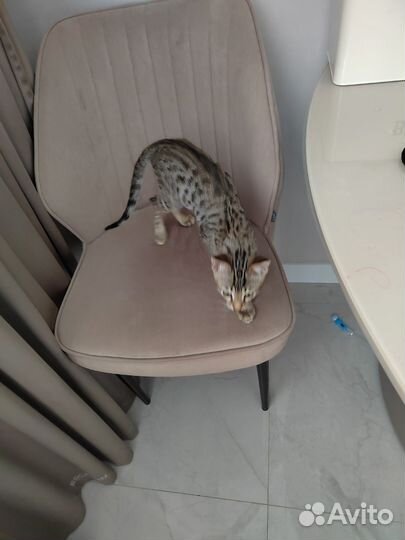 Бенгальский котенок мальчик