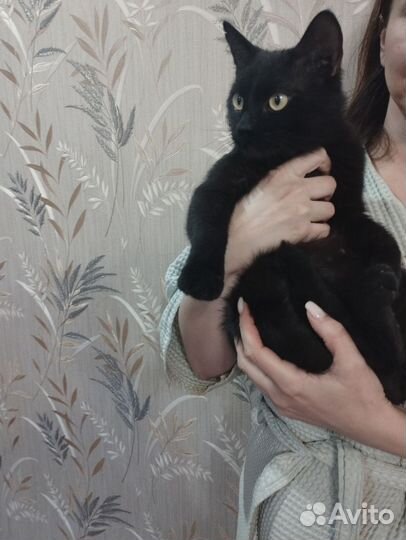 Бесплатно ласковый котик ищет дом