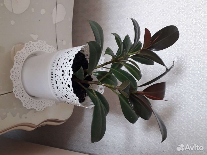 Фикус каучуконосный