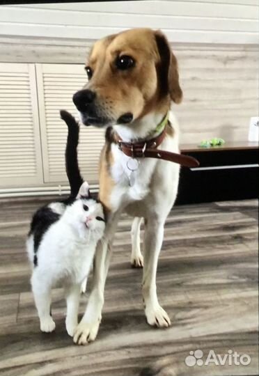 Чиж мечтает о доме и любящей семье