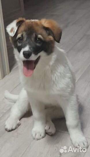 Щенки 2 месяца