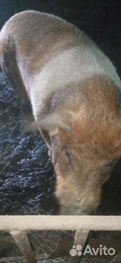 Хряк на племя