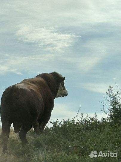 Быки герефорд на племя