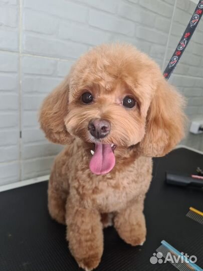 Стрижка собак груминг