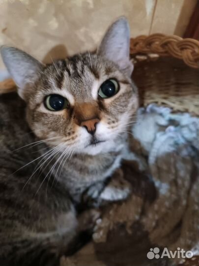 Умничка кошечка