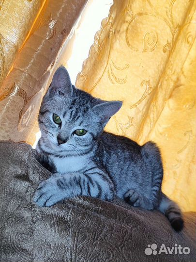 Кошка в дар