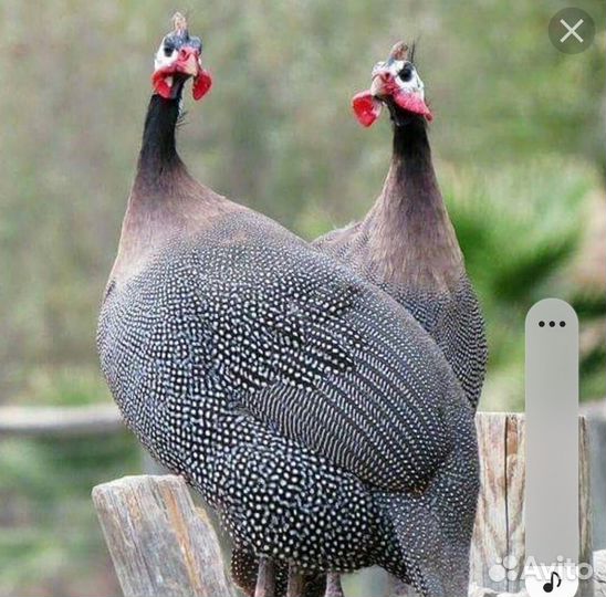 Инкубационное яйцо цесарки