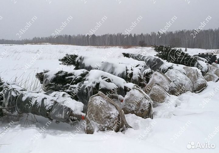 Дерево кедра