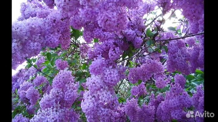 Сирень и Жасмин