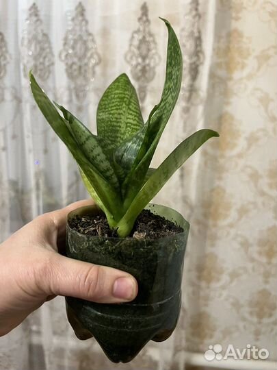 Сансевиерия